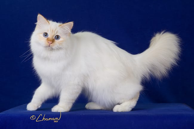 Phoenix’s Grand Debut: From Home to the San Diego Cat Show