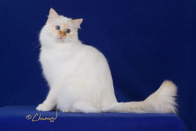 Phoenix’s Debut: A Tale of Triumph, Challenges, and New Beginnings