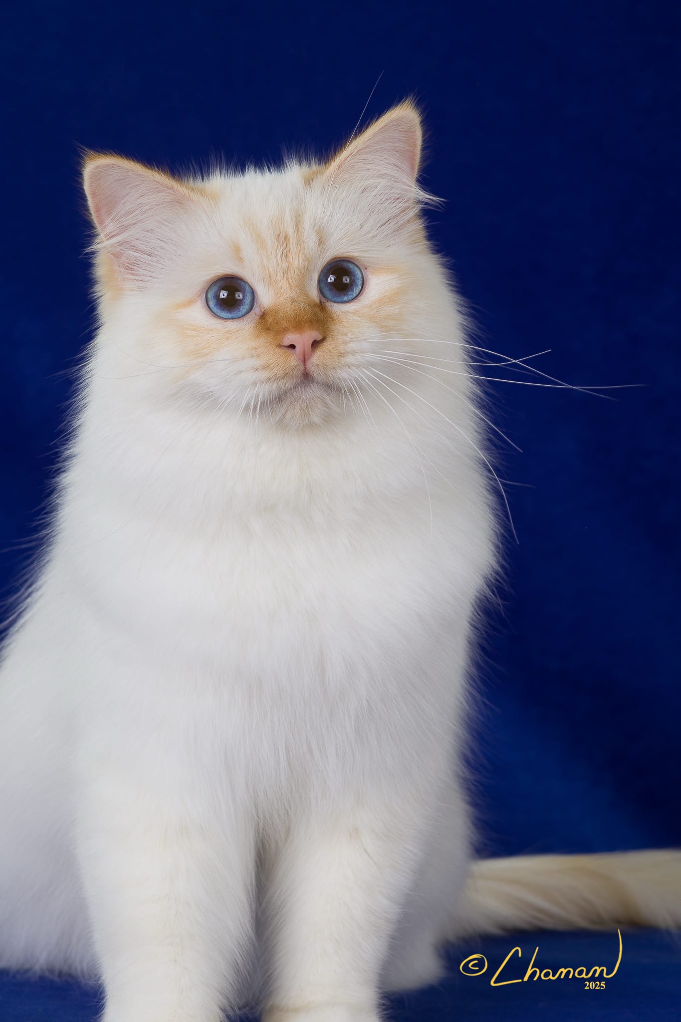 The Secret Behind His Calm: Building Trust from Kittenhood