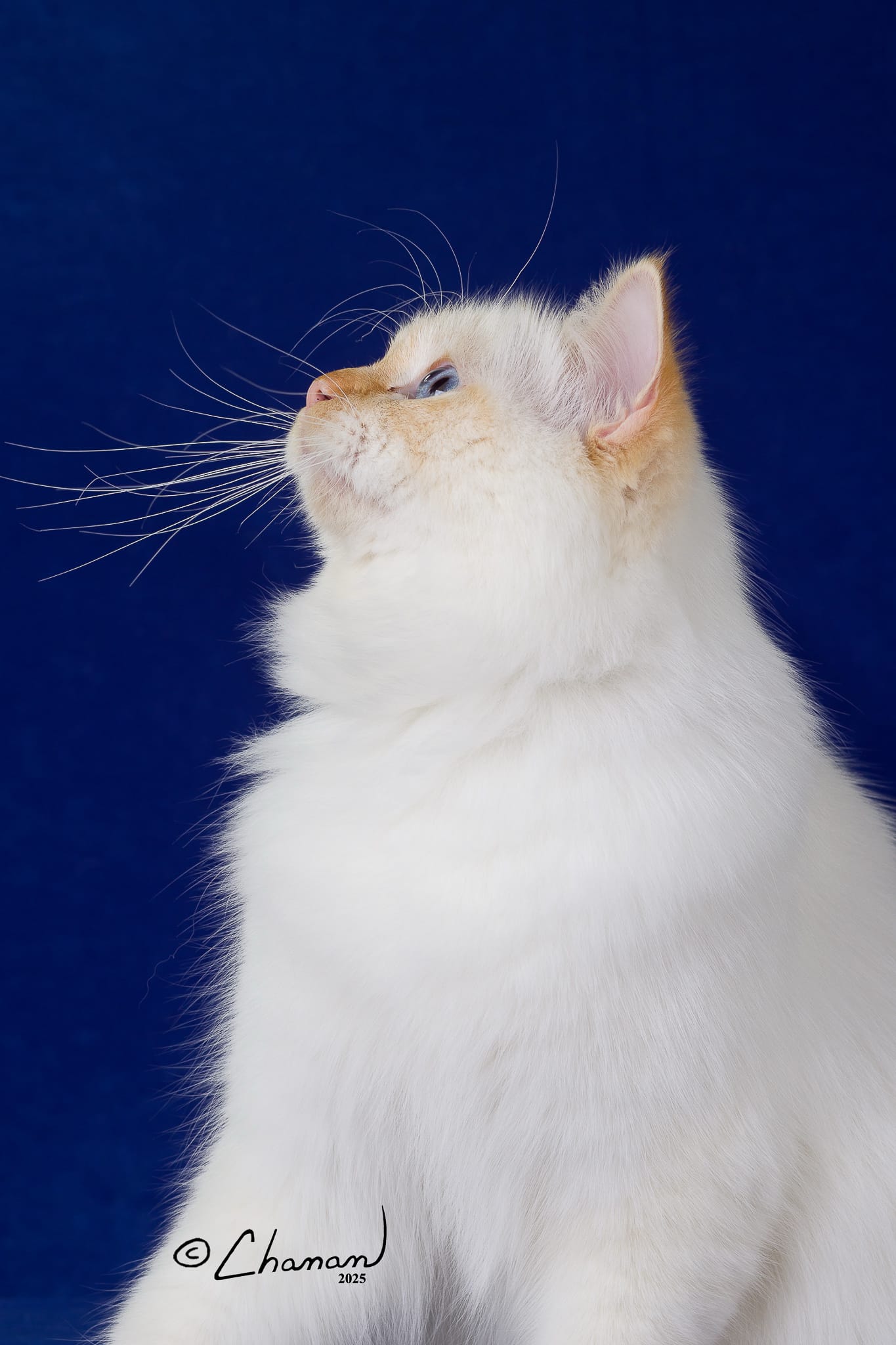 Phoenix the Kweenix: Therapy Cat, Brand Icon, and Emotional Anchor