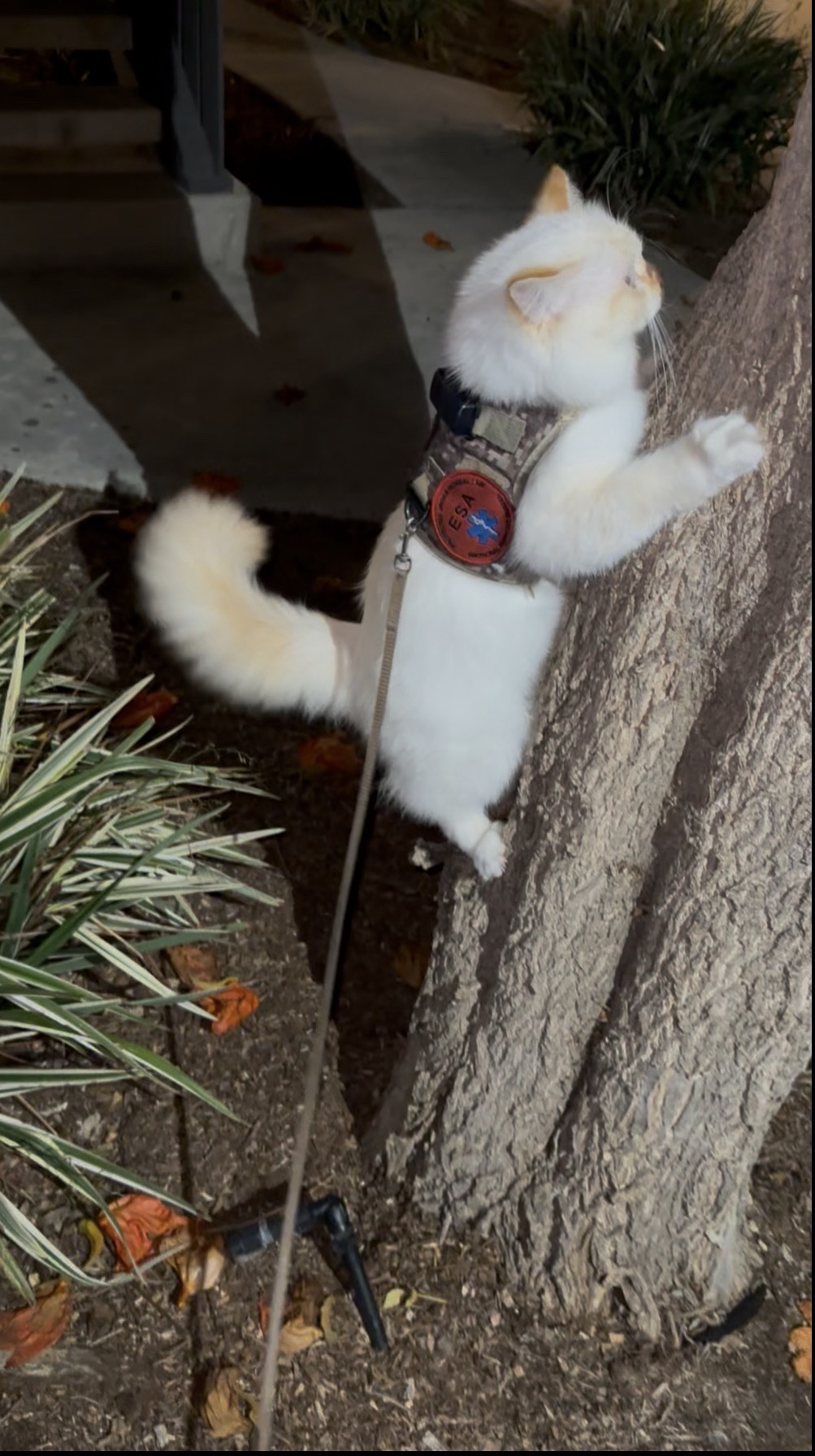 When the Plan Changes: Learning to Pivot with Purpose