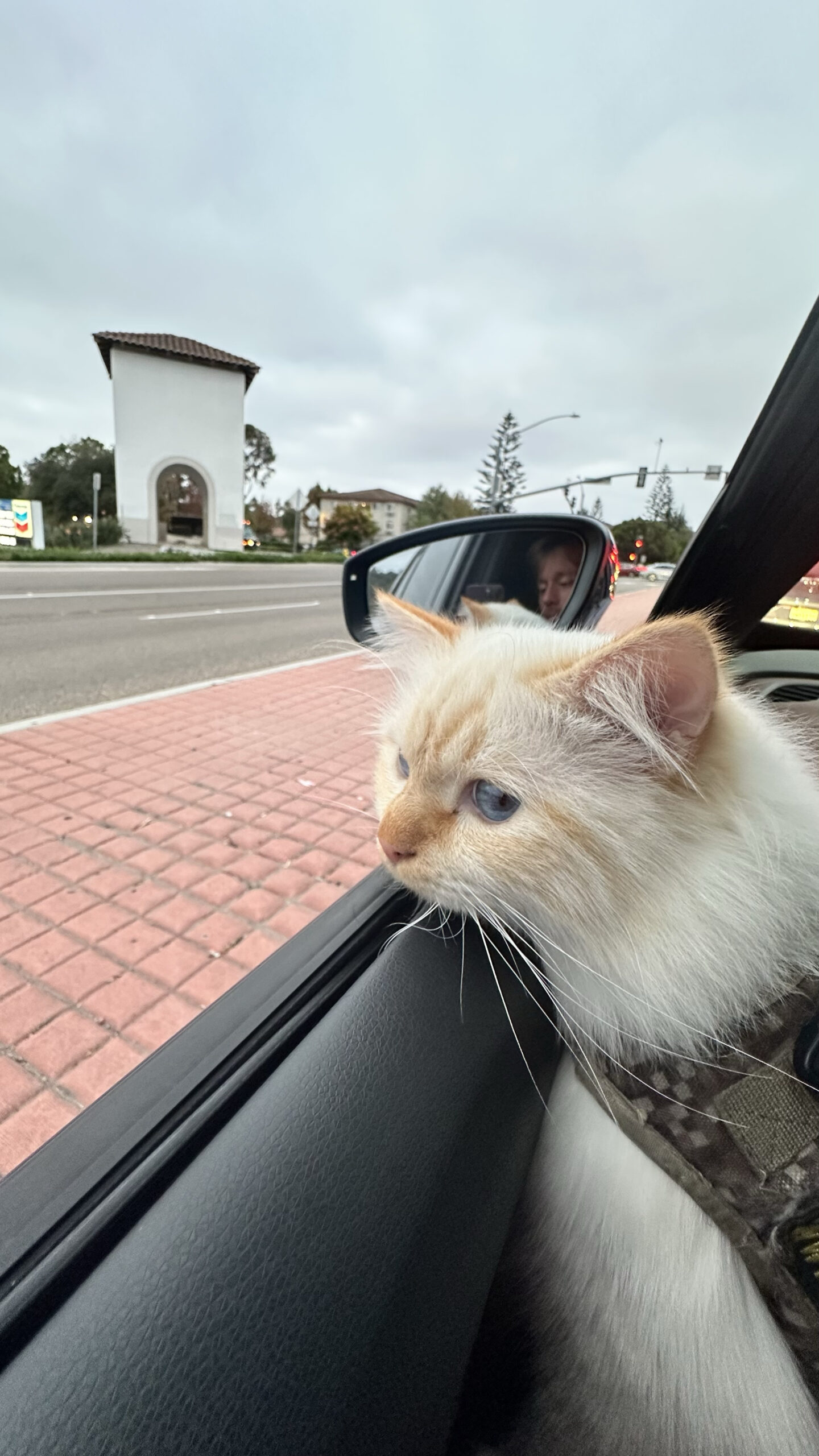 How Tractive GPS Keeps Phoenix the Kweenix Safe 24/7