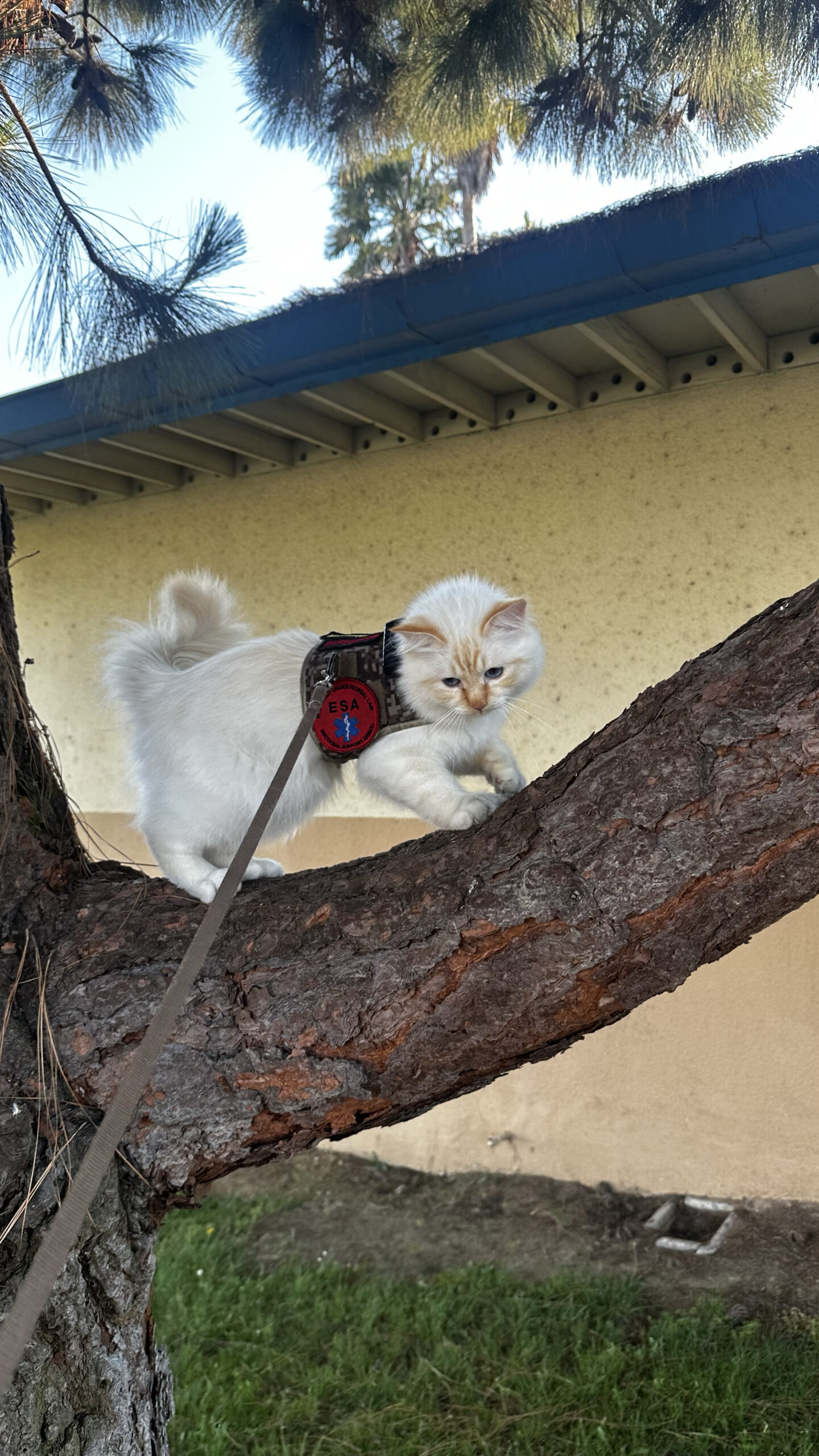 Sky-High Real Estate: Navigating the Market with a Pilot’s Perspective