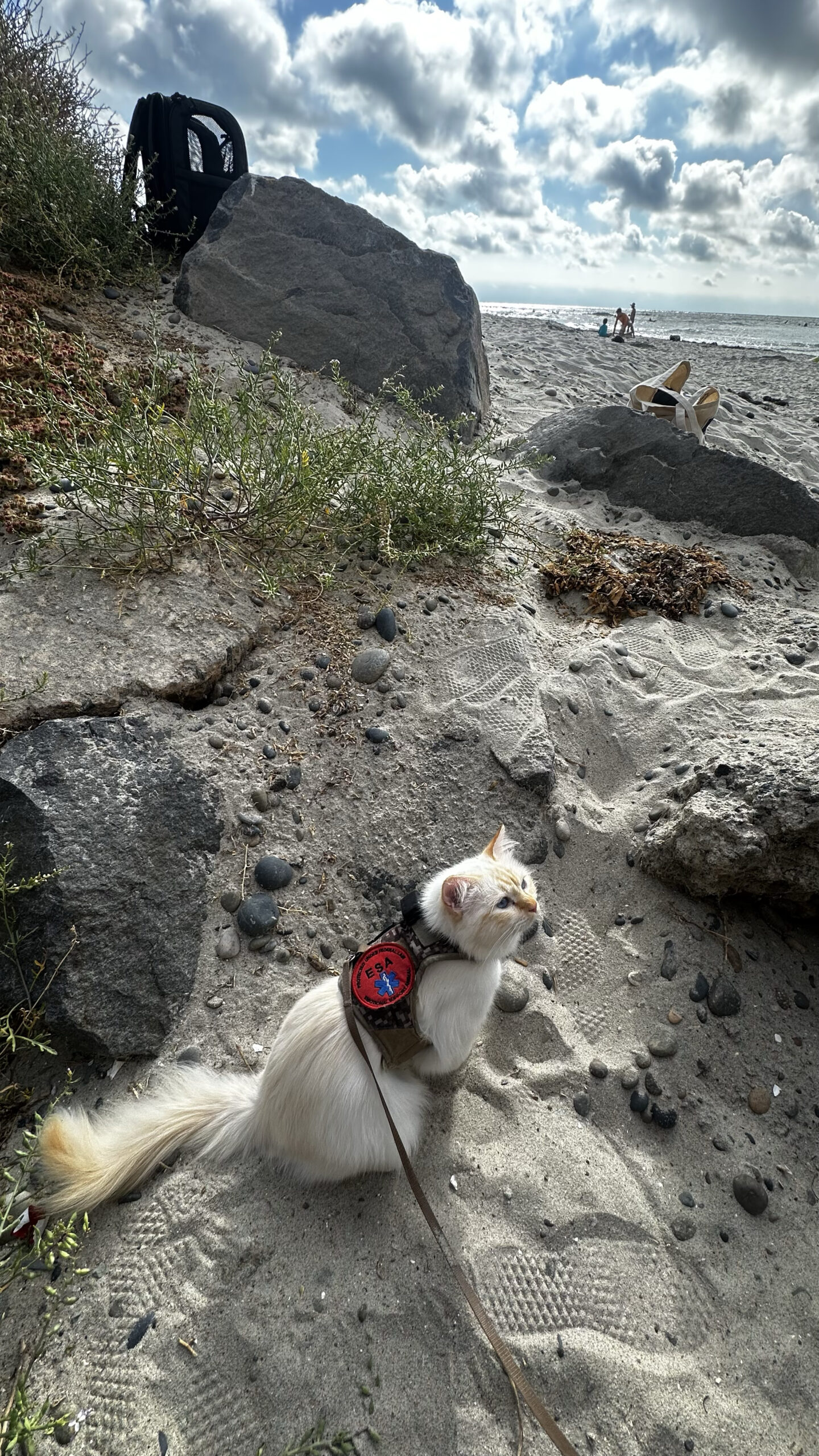 Life Transitions: A Journey Through Resilience and Growth