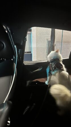 Phoenix the Kweenix watching the world go by from the backseat — calm, curious, and full of wonder. Phoenix the Kweenix cat looking out a car window at night