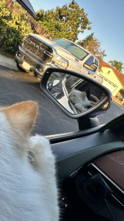 A November 2025 gallery image from the CWPX Birman collection. CWPX Birman gallery photo from November 2025, file img_1166.