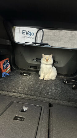 A November 2025 gallery image from the CWPX Birman set. CWPX Birman gallery photo from November 2025, file img_2272.