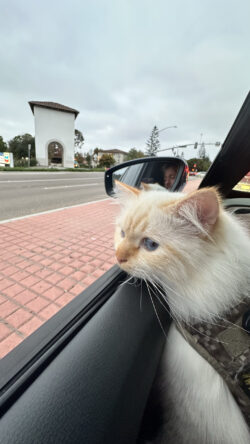 Phoenix taking in the world from the passenger seat on an Oceanside drive. Phoenix the Kweenix, a long-haired Birman cat with blue eyes, looking out the passenger window of a car while wearing a harness.